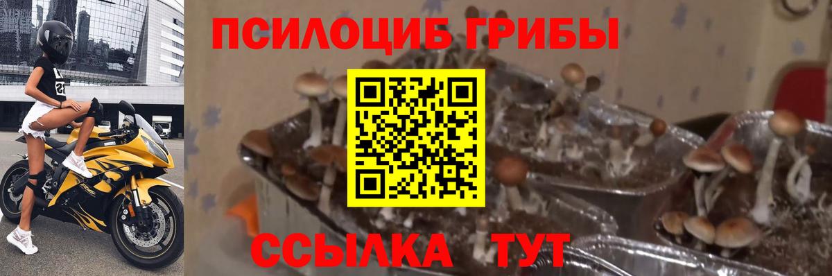 Псилоцибиновые грибы MAGIC MUSHROOMS  Вход с VPN  Валуйки 